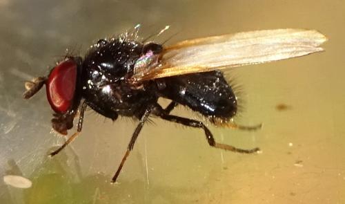 Lonchaea sp.